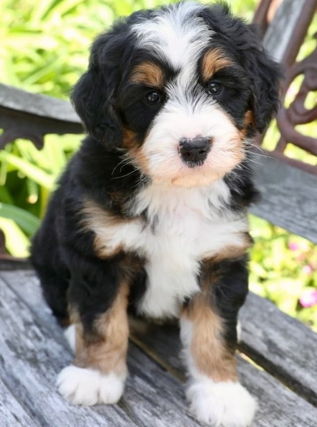Bernedoodle