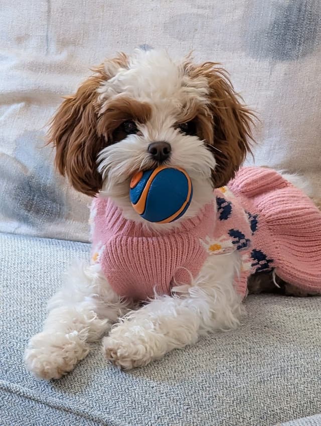 Cavapoo