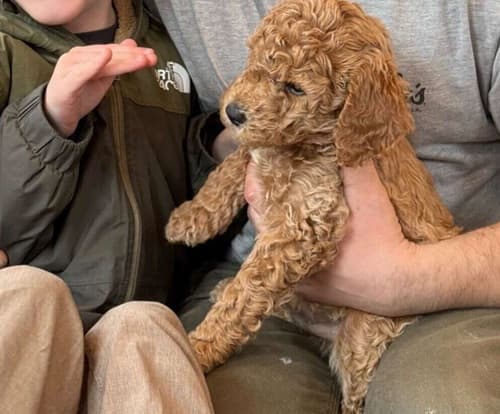 Puppy