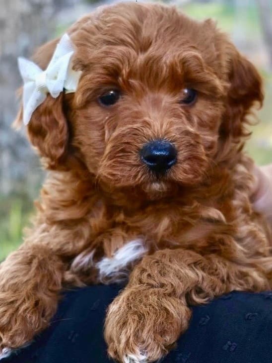 Goldendoodle