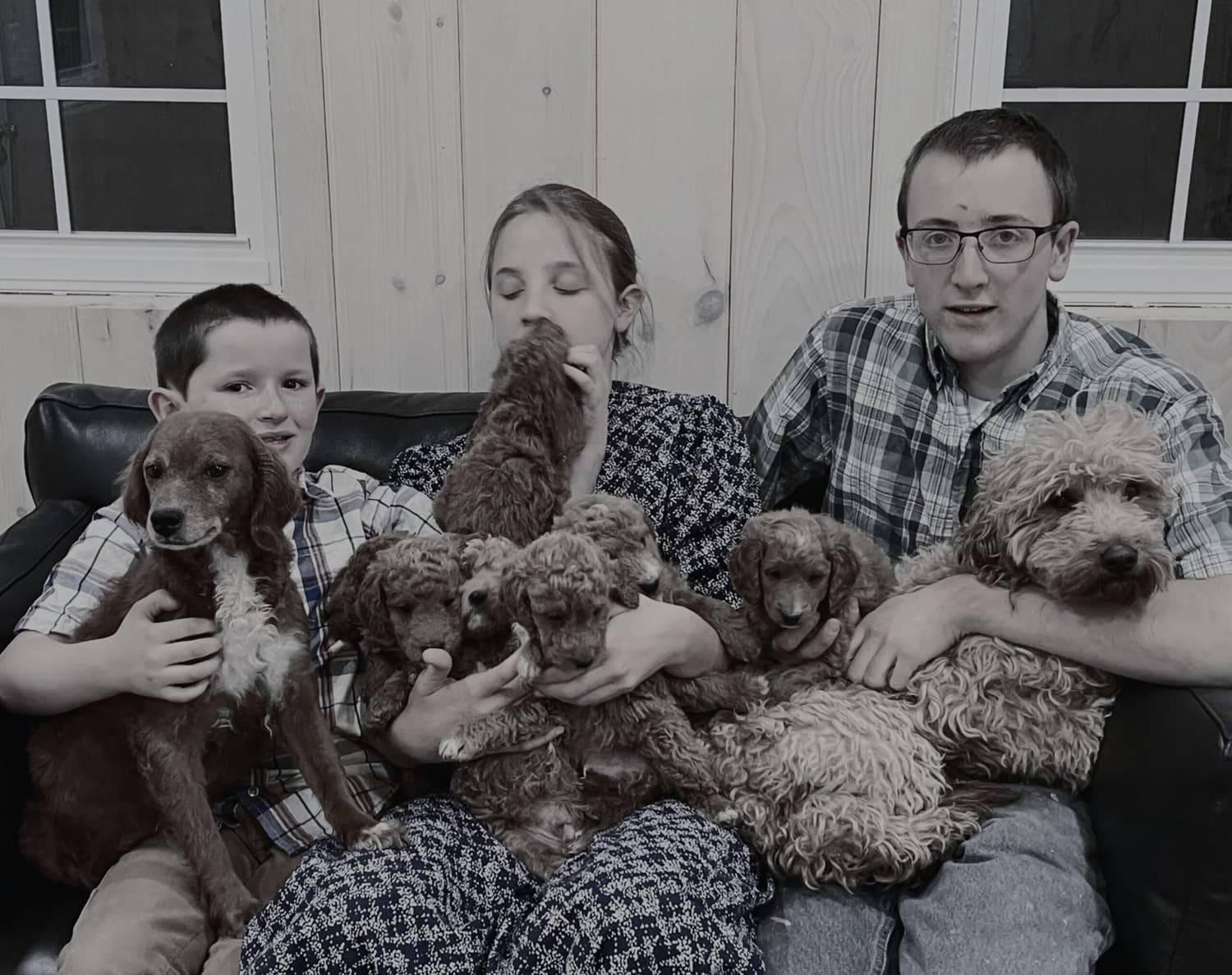 Hypoallergenic Puppies