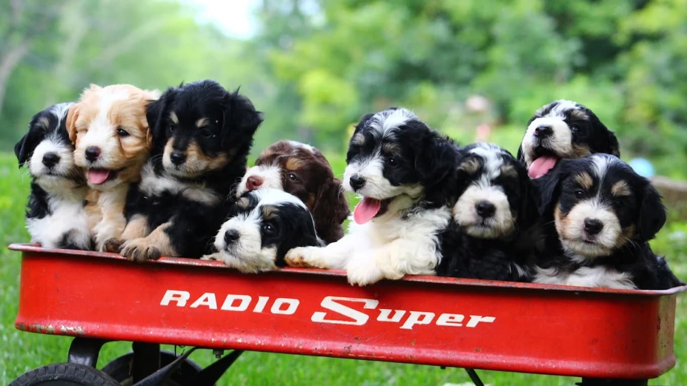 Breeder with puppies