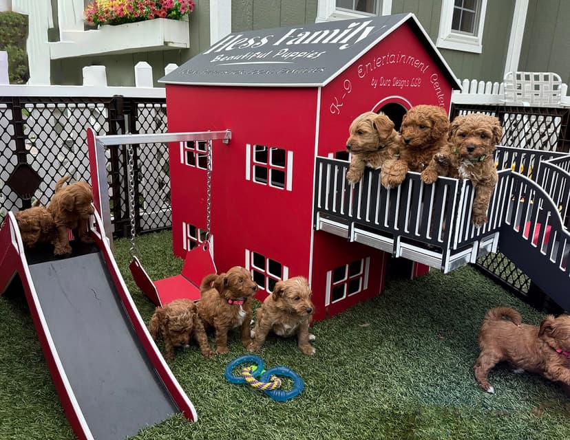 Puppy house