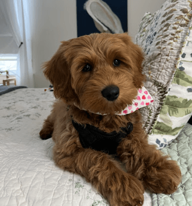 puppy