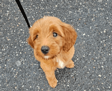 puppy