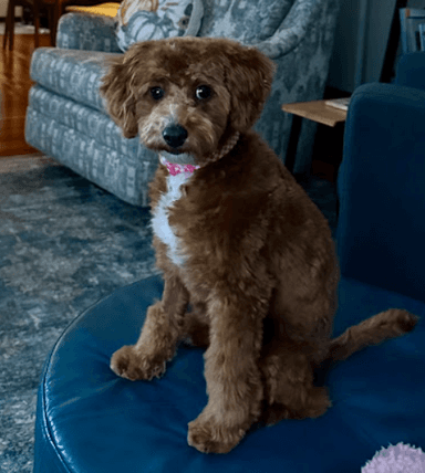 puppy