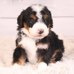 Hess Family Puppies