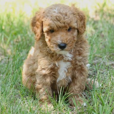 Puppy 1