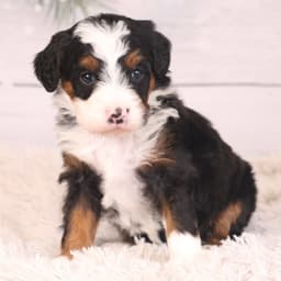 Furry Puppy Friends