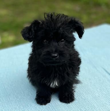 Puppy 2