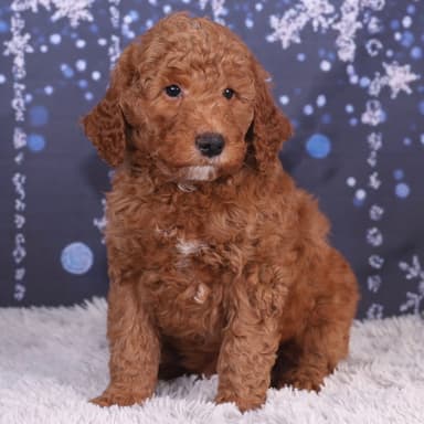 Puppy 3