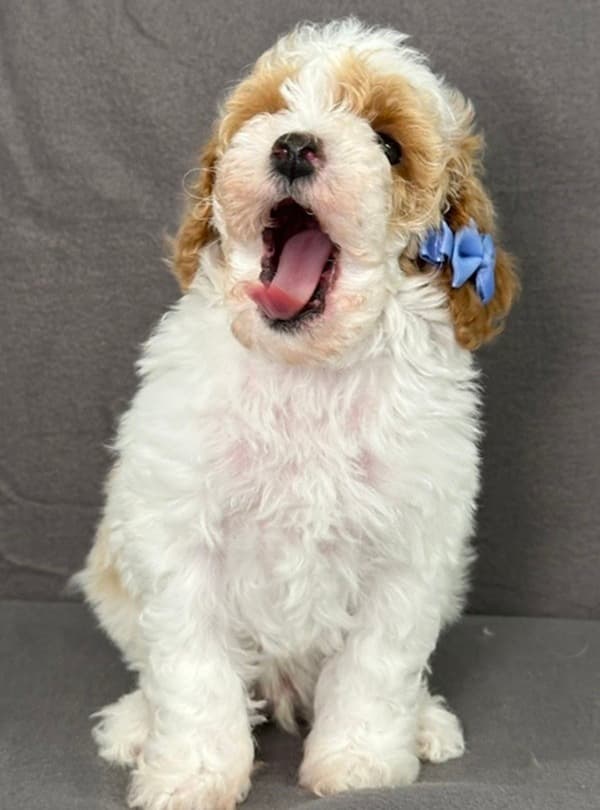 Poodle