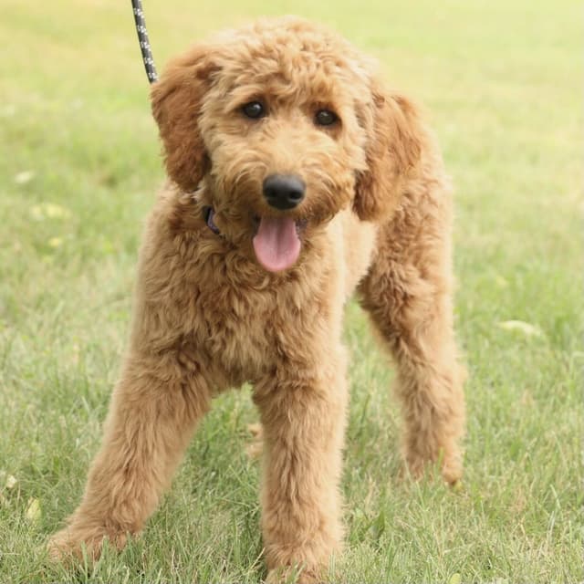 Doodle puppy
