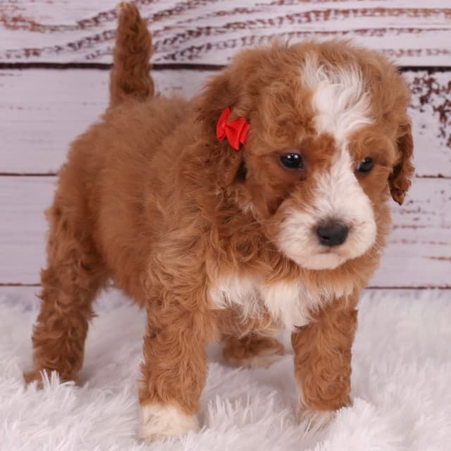 Doodle puppy