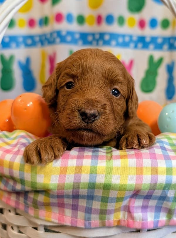 Shih-Poo