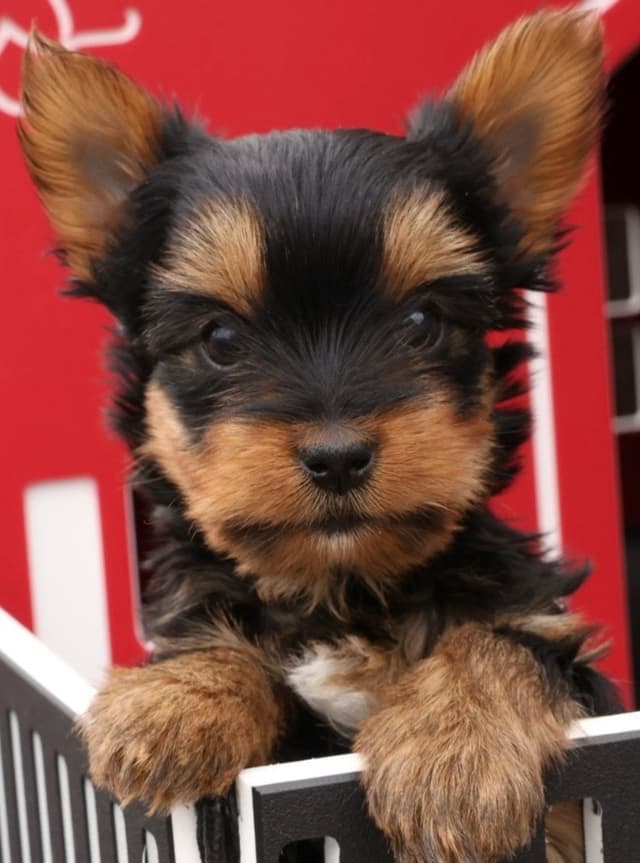 Yorkshire Terrier