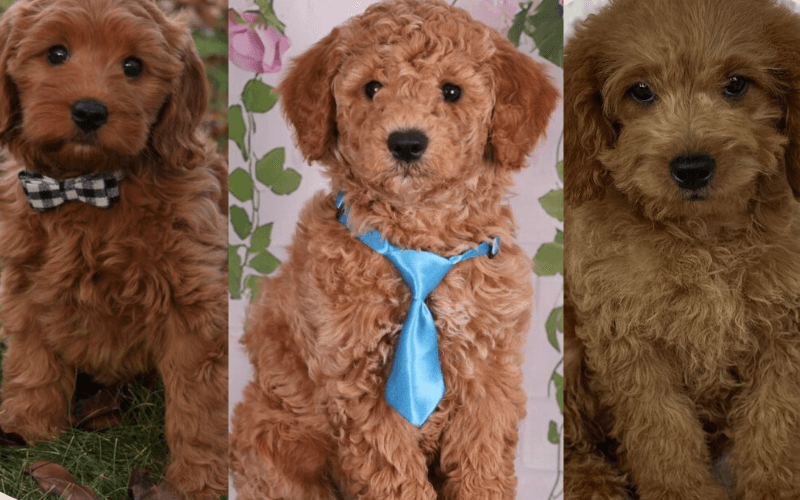 MiniGoldendoodlebanner