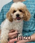 Taizo